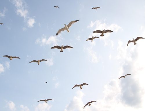 Novo: Program za premagovanje specifičnih strahov